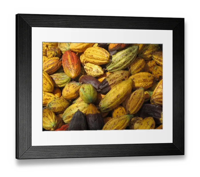 Framed Print : Cocoa (Theobroma cacao) crop, close-up of harvested pods, Fond Doux Plantation, St Framed Print : Cocoa (Theobroma cacao) crop, close-up of harvested pods, Fond Doux Plantation, St