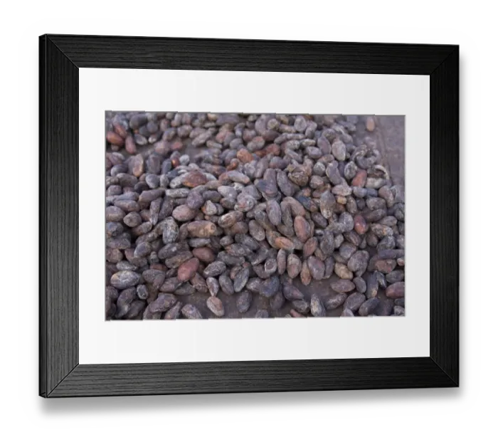 Framed Print : Cocoa (Theobroma cacao) crop, close-up of fermented beans drying naturally on plantation, Belmont Estate, Grenada Framed Print : Cocoa (Theobroma cacao) crop, close-up of fermented beans drying naturally on plantation, Belmont Estate, Grenada