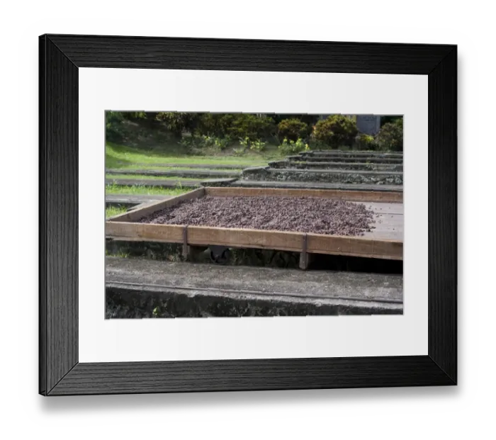 Framed Print : Cocoa (Theobroma cacao) crop, fermented beans drying naturally on plantation, Belmont Estate, Grenada, Grenadines Framed Print : Cocoa (Theobroma cacao) crop, fermented beans drying naturally on plantation, Belmont Estate, Grenada, Grenadines