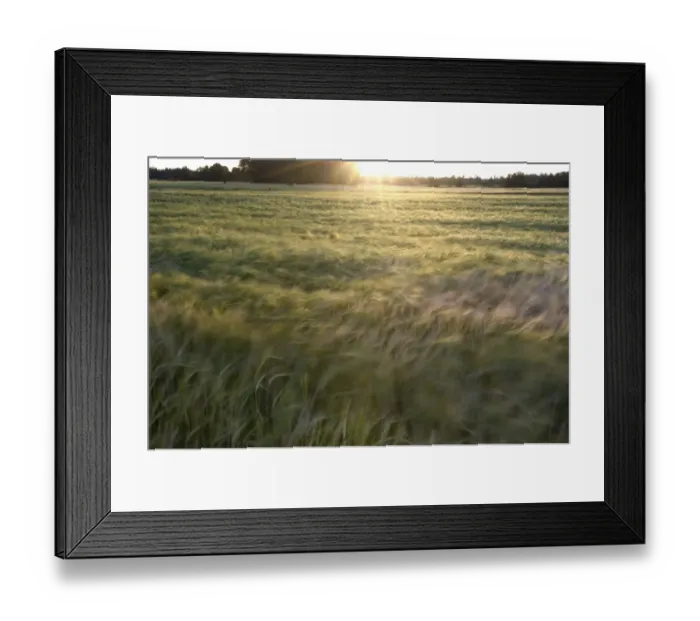 Framed Print : Barley (Hordeum vulgare) windblown crop, ripening in field at evening, Sweden, july Framed Print : Barley (Hordeum vulgare) windblown crop, ripening in field at evening, Sweden, july