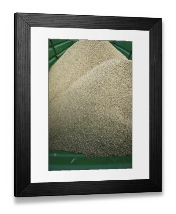 Framed Print : Barley (Hordeum vulgare) crop, harvested grain in trailer, Sweden, september Framed Print : Barley (Hordeum vulgare) crop, harvested grain in trailer, Sweden, september
