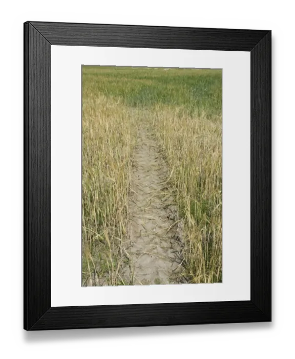 Framed Print : Barley (Hordeum vulgare) crop, ripening plants with tractor tracks in field, Sweden