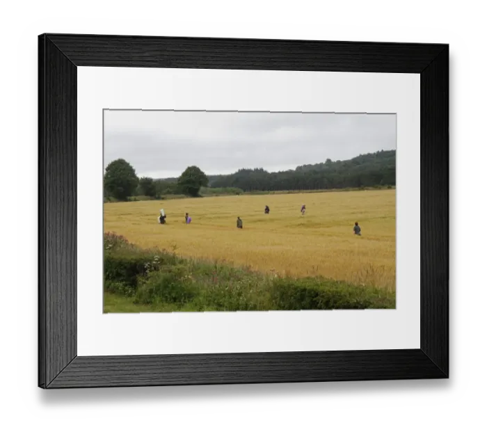 Framed Print : Barley (Hordeum vulgare) crop, with team of workers rogueing weeds from field, Fochabers, Moray, Scotland, August