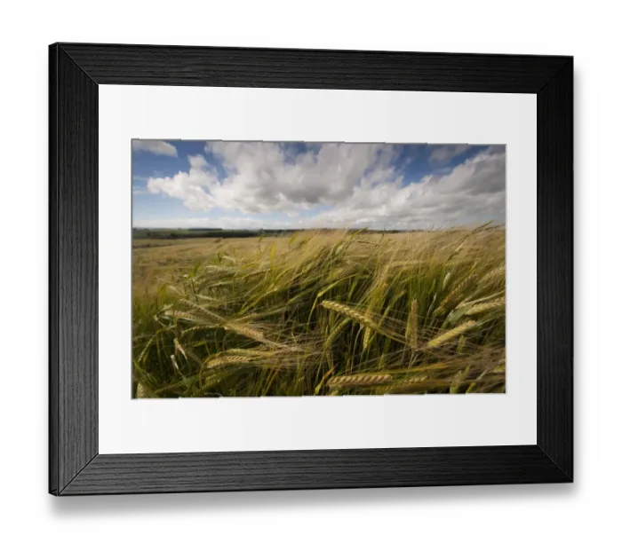 Framed Print : Winter Barley (Hordeum vulgare) crop, ears ripening in field, Aberdeenshire, Scotland, August Framed Print : Winter Barley (Hordeum vulgare) crop, ears ripening in field, Aberdeenshire, Scotland, August