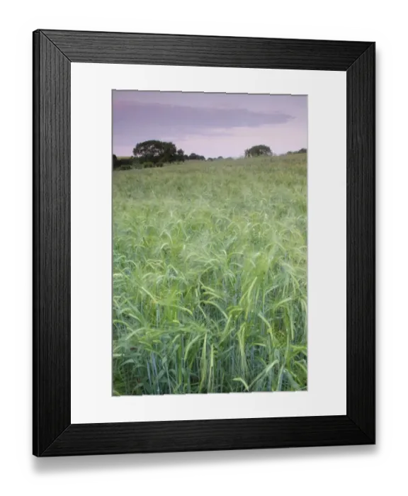 Framed Print : Barley (Hordeum vulgare) crop, ripening field at dusk, West Yorkshire, England, July Framed Print : Barley (Hordeum vulgare) crop, ripening field at dusk, West Yorkshire, England, July