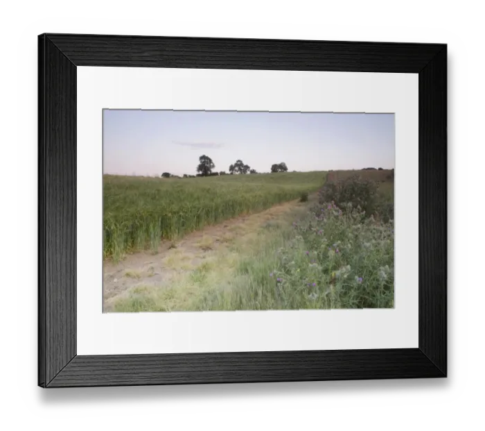 Framed Print : Barley (Hordeum vulgare) crop, ripening field at dusk, with grasses and thistles growing in field margin Framed Print : Barley (Hordeum vulgare) crop, ripening field at dusk, with grasses and thistles growing in field margin