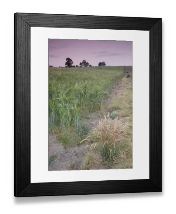 Framed Print : Barley (Hordeum vulgare) crop, ripening field edge at dusk, West Yorkshire, England, July Framed Print : Barley (Hordeum vulgare) crop, ripening field edge at dusk, West Yorkshire, England, July