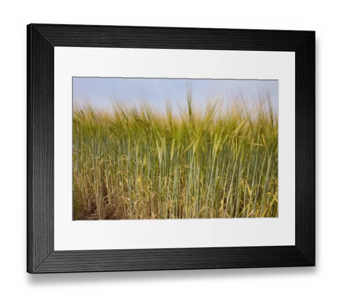 Framed Print : Barley (Hordeum vulgare) crop, ripening in field, near Thurne, The Broads, Norfolk, England, July Framed Print : Barley (Hordeum vulgare) crop, ripening in field, near Thurne, The Broads, Norfolk, England, July