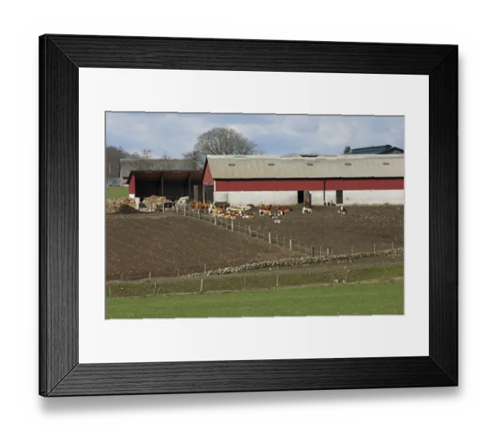 Framed Print : Cattle farming, cows with calves, herd resting in muddy field beside barns, Skane, Sweden, spring Framed Print : Cattle farming, cows with calves, herd resting in muddy field beside barns, Skane, Sweden, spring