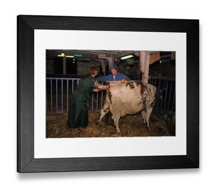 Framed Print : Cattle farming, specialist worker preforming artificial insemination on cow, Sweden Framed Print : Cattle farming, specialist worker preforming artificial insemination on cow, Sweden