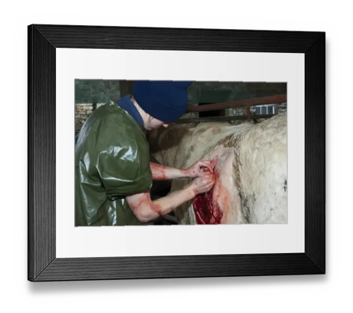 Framed Print : Cattle farming, vet stitching up cow after performing caesarean section to deliver calf, England, May Framed Print : Cattle farming, vet stitching up cow after performing caesarean section to deliver calf, England, May