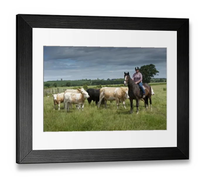 Framed Print : Cattle farming, woman rounding up cattle on horseback, herd in lowland pasture, England, July Framed Print : Cattle farming, woman rounding up cattle on horseback, herd in lowland pasture, England, July