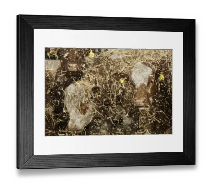 Framed Print : Cattle farming, beef cattle in finishing lot, feeding on chopped straw which has been blown in for bedding