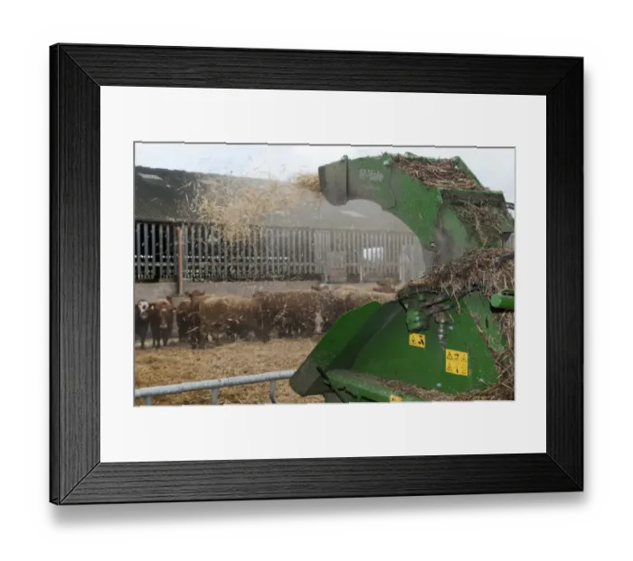 Framed Print : Cattle farming, blowing chopped straw for bedding in beef finishing lot with straw chopper, Northumberland, England Framed Print : Cattle farming, blowing chopped straw for bedding in beef finishing lot with straw chopper, Northumberland, England