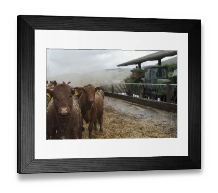 Framed Print : Cattle farming, blowing chopped straw for bedding in beef finishing lot with tractor and straw chopper, Northumberland Framed Print : Cattle farming, blowing chopped straw for bedding in beef finishing lot with tractor and straw chopper, Northumberland