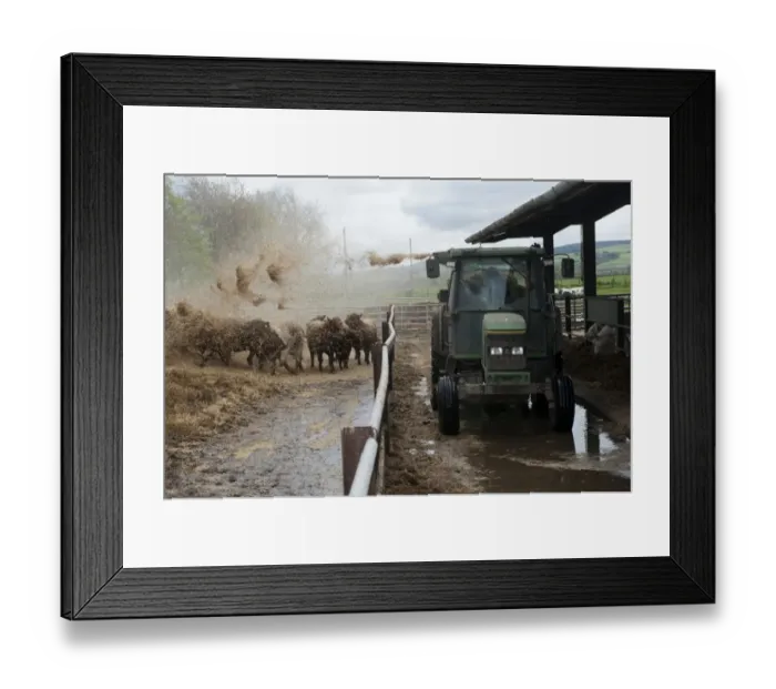 Framed Print : Cattle farming, blowing chopped straw for bedding in beef finishing lot with tractor and straw chopper, Northumberland Framed Print : Cattle farming, blowing chopped straw for bedding in beef finishing lot with tractor and straw chopper, Northumberland