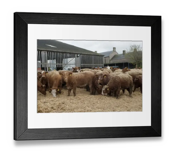 Framed Print : Cattle farming, beef cattle in finishing lot, feeding on chopped straw which has been blown in for bedding Framed Print : Cattle farming, beef cattle in finishing lot, feeding on chopped straw which has been blown in for bedding