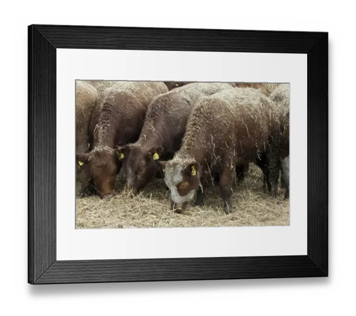 Framed Print : Cattle farming, beef cattle in finishing lot, feeding on chopped straw which has been blown in for bedding Framed Print : Cattle farming, beef cattle in finishing lot, feeding on chopped straw which has been blown in for bedding