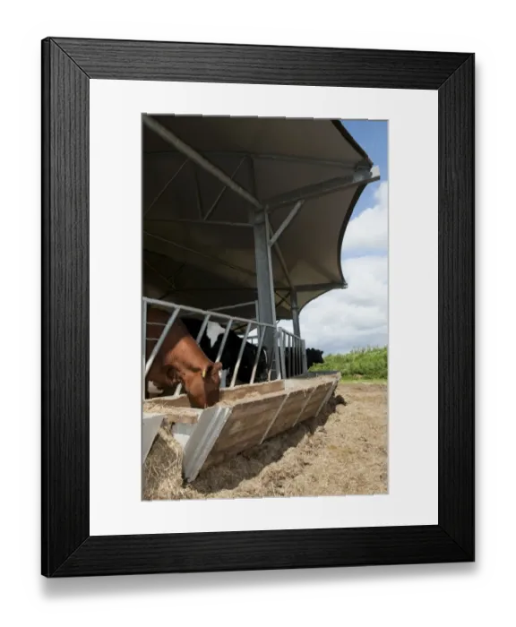 Framed Print : Cattle farming, dairy heifers in roundhouse building, designed for healthy enviroment by improving ventilation Framed Print : Cattle farming, dairy heifers in roundhouse building, designed for healthy enviroment by improving ventilation