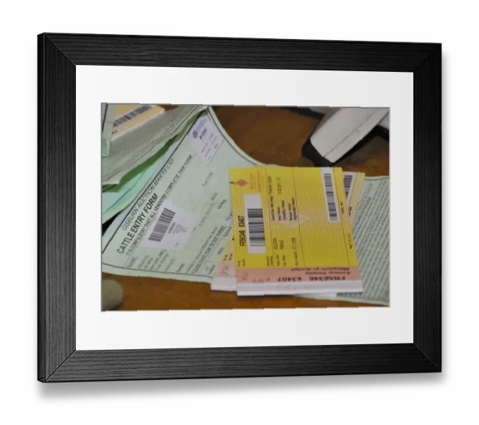 Framed Print : Cattle farming, cattle passports at livestock market, Gisburn Auction Mart, Lancashire, England, December Framed Print : Cattle farming, cattle passports at livestock market, Gisburn Auction Mart, Lancashire, England, December
