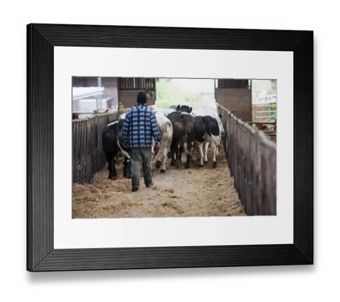 Framed Print : Cattle farming, farmer walking British Blue herd along passage of shed, Northumberland, England, May