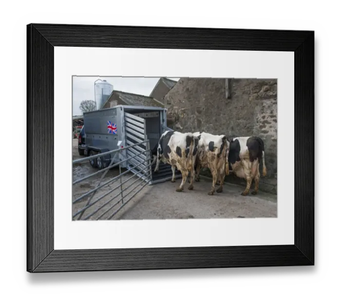 Framed Print : Cattle farming, loading cull dairy cows onto livestock trailer, Barton, Lancashire, England, March Framed Print : Cattle farming, loading cull dairy cows onto livestock trailer, Barton, Lancashire, England, March