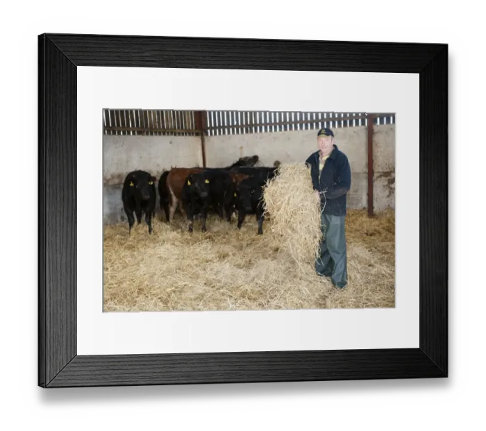 Framed Print : Cattle farming, farmer bedding beef cattle up with straw in building, Cumbria, England, November