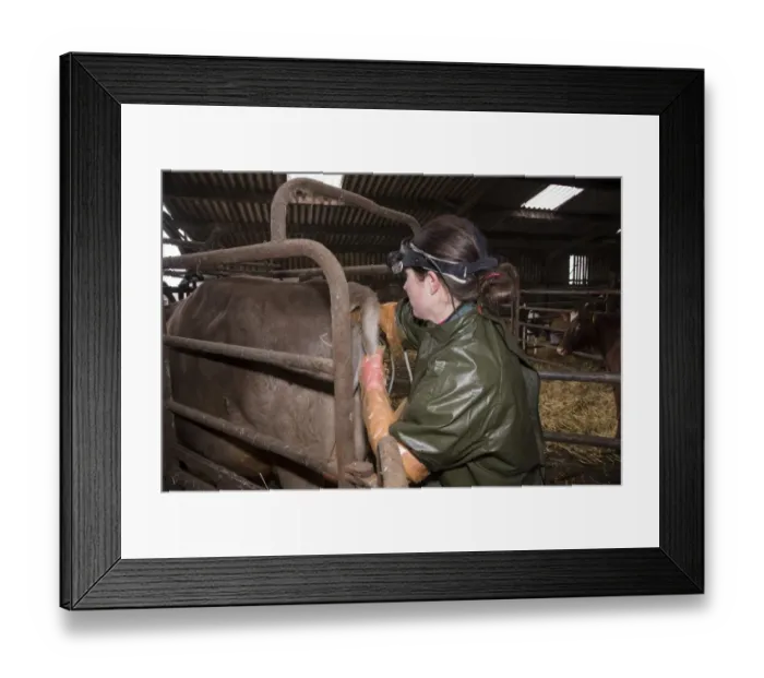 Framed Print : Cattle farming, vet pregnancy testing Brown Swiss dairy cow on farm, Congleton, Cheshire, England, March Framed Print : Cattle farming, vet pregnancy testing Brown Swiss dairy cow on farm, Congleton, Cheshire, England, March