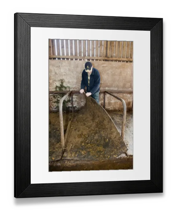 Framed Print : Cattle farming, farmer removing rubber mats from cow resting area in cubicle shed, Cumbria, England, November Framed Print : Cattle farming, farmer removing rubber mats from cow resting area in cubicle shed, Cumbria, England, November