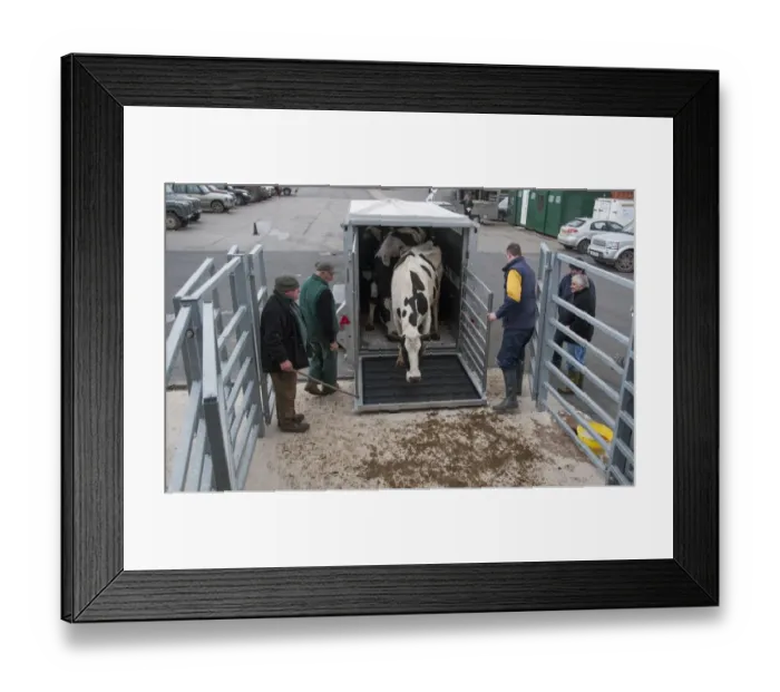 Framed Print : Cattle farming, unloading cull dairy cows from livestock trailer, Brock Livestock Market, Lancashire, England, March Framed Print : Cattle farming, unloading cull dairy cows from livestock trailer, Brock Livestock Market, Lancashire, England, March