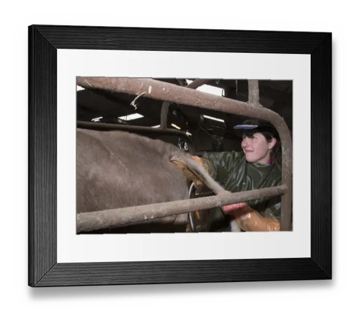 Framed Print : Cattle farming, vet pregnancy testing Brown Swiss dairy cow on farm, Congleton, Cheshire, England, March Framed Print : Cattle farming, vet pregnancy testing Brown Swiss dairy cow on farm, Congleton, Cheshire, England, March