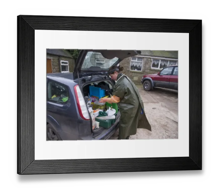 Framed Print : Cattle farming, vet visiting dairy farm, putting on gloves, Congleton, Cheshire, England, March Framed Print : Cattle farming, vet visiting dairy farm, putting on gloves, Congleton, Cheshire, England, March