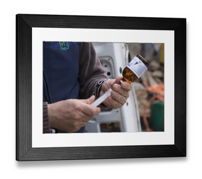 Framed Print : Cattle farming, filling syringe from bottle of anaesthetic for epidural into recipient cows during embryo transfer Framed Print : Cattle farming, filling syringe from bottle of anaesthetic for epidural into recipient cows during embryo transfer