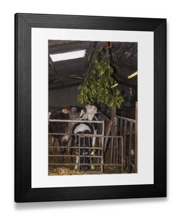 Framed Print : Cattle farming, crossbred dairy calves, standing in straw pen with holly branches hanging to help prevent ringworm Framed Print : Cattle farming, crossbred dairy calves, standing in straw pen with holly branches hanging to help prevent ringworm