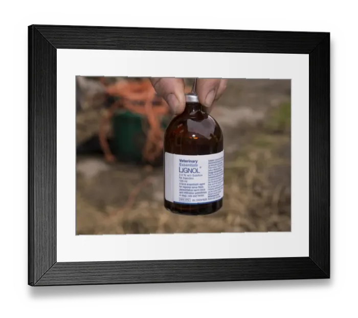 Framed Print : Cattle farming, bottle of anaesthetic for epidural into recipient cows during embryo transfer, England, April Framed Print : Cattle farming, bottle of anaesthetic for epidural into recipient cows during embryo transfer, England, April