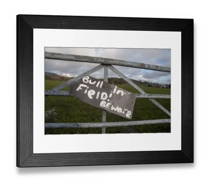 Framed Print : Bull in Field! Beware sign on farm gate, Chipping, Lancashire, England, January Framed Print : Bull in Field! Beware sign on farm gate, Chipping, Lancashire, England, January