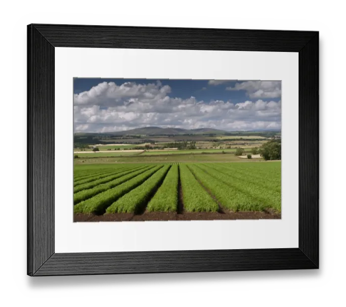 Framed Print : Carrot (Daucus carota) crop, growing in field, with cattle grazing on pasture in background, near Coupar Angus Framed Print : Carrot (Daucus carota) crop, growing in field, with cattle grazing on pasture in background, near Coupar Angus