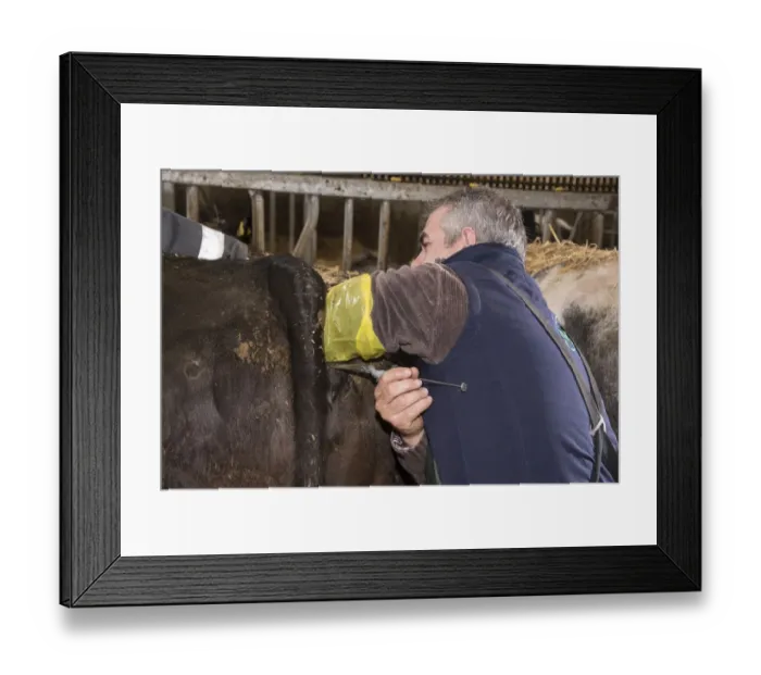 Framed Print : Cattle farming, inserting embryo transfer gun into recipient cow, England, April Framed Print : Cattle farming, inserting embryo transfer gun into recipient cow, England, April