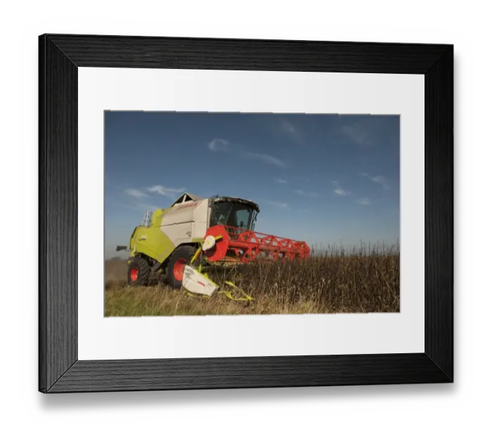 Framed Print : Spring Bean, Fuego crop, Cls combine harvester harvesting field, Norfolk, England, September Framed Print : Spring Bean, Fuego crop, Cls combine harvester harvesting field, Norfolk, England, September