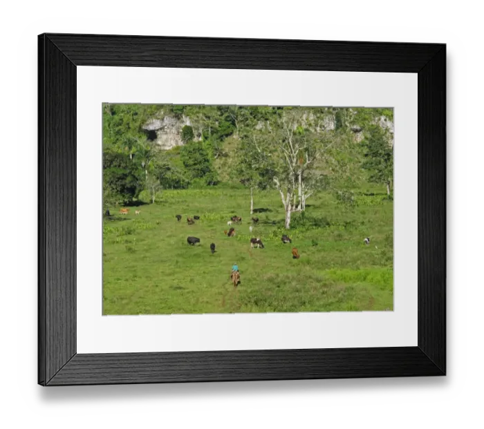 Framed Print : Rancher on horseback with cattle herd grazing lush depression in karst landscape Framed Print : Rancher on horseback with cattle herd grazing lush depression in karst landscape