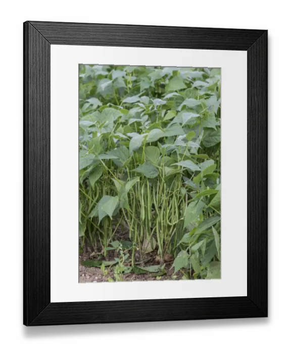 Framed Print : French Bean (Phaseolus vulgaris) crop, pods growing in field, near Pouzay, Indre-et-Loire, Central France, September Framed Print : French Bean (Phaseolus vulgaris) crop, pods growing in field, near Pouzay, Indre-et-Loire, Central France, September