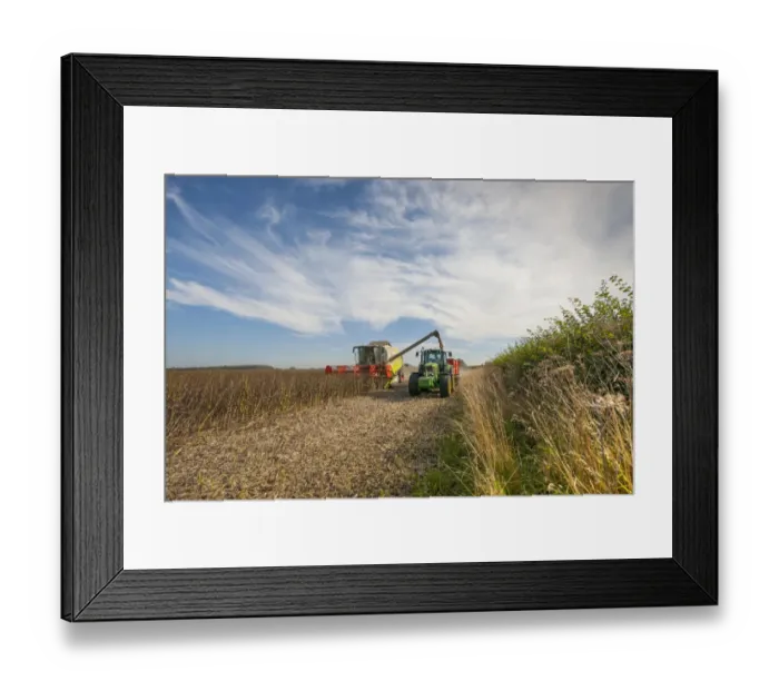 Framed Print : Spring Bean, Fuego crop, Cls combine harvester loading John Deere tractor and trailer from auger, Norfolk, England Framed Print : Spring Bean, Fuego crop, Cls combine harvester loading John Deere tractor and trailer from auger, Norfolk, England
