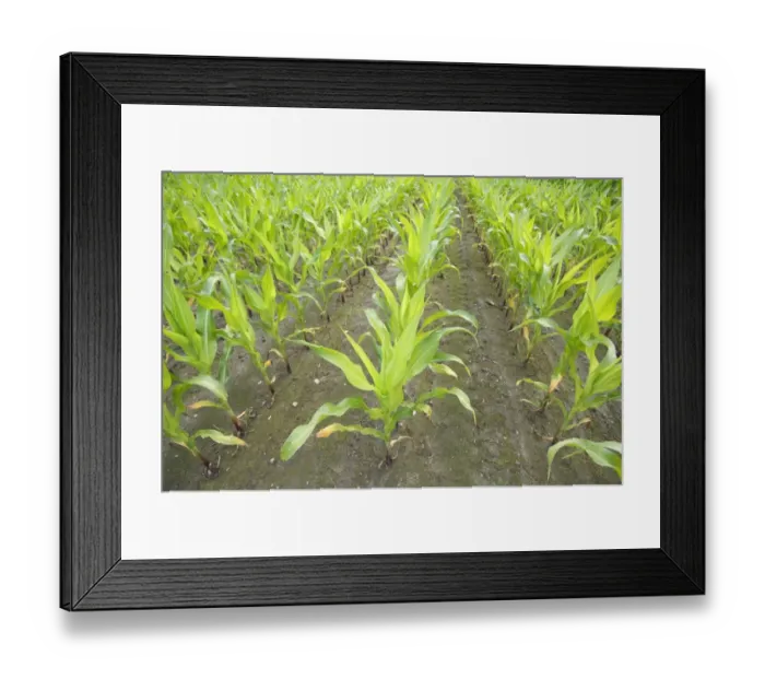 Framed Print : Maize (Zea mays) crop, young plants growing in rows, Sweden Framed Print : Maize (Zea mays) crop, young plants growing in rows, Sweden