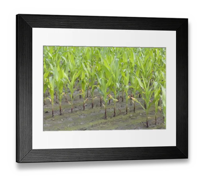 Framed Print : Maize (Zea mays) crop, young plants growing in rows, Sweden Framed Print : Maize (Zea mays) crop, young plants growing in rows, Sweden