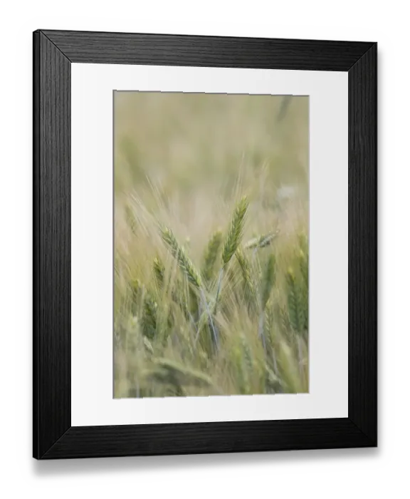 Framed Print : Rye (Secale cereale) crop, close-up of ripening seedheads, Sweden Framed Print : Rye (Secale cereale) crop, close-up of ripening seedheads, Sweden