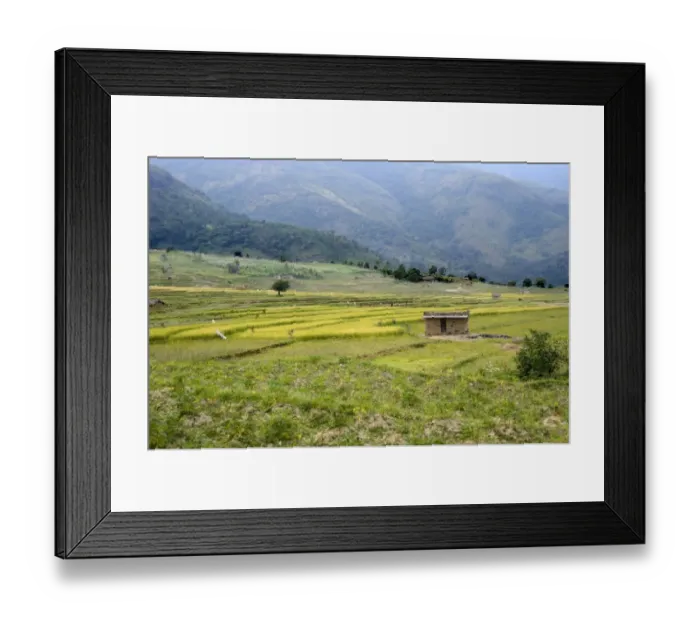 Framed Print : Rice (Oryza sativa) crop, growing in terraced fields of mountain valley, Kanthalloor, Marayur, Idukki District, Kerala Framed Print : Rice (Oryza sativa) crop, growing in terraced fields of mountain valley, Kanthalloor, Marayur, Idukki District, Kerala