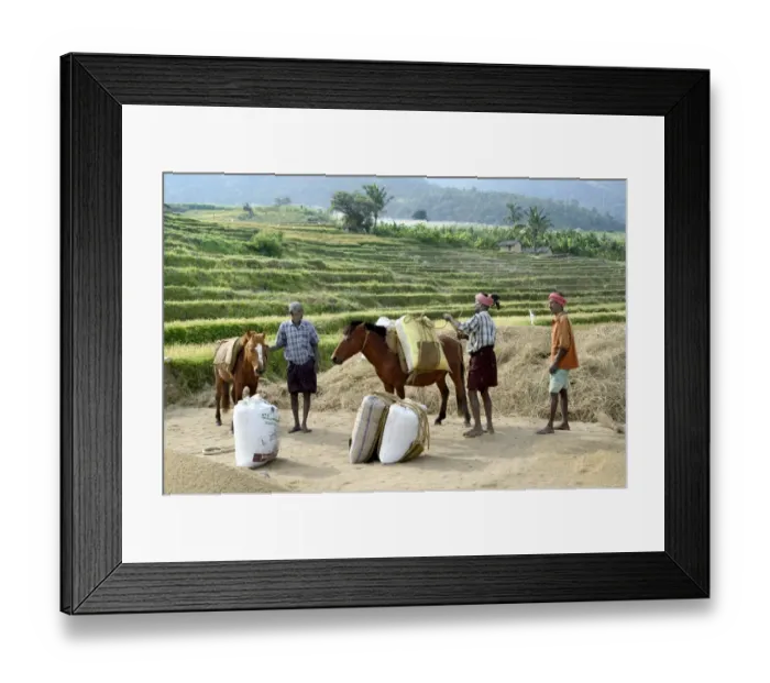 Framed Print : Rice (Oryza sativa) crop, grain filled sacks being lifted and loading onto ponies, Kanthalloor, Marayur Framed Print : Rice (Oryza sativa) crop, grain filled sacks being lifted and loading onto ponies, Kanthalloor, Marayur
