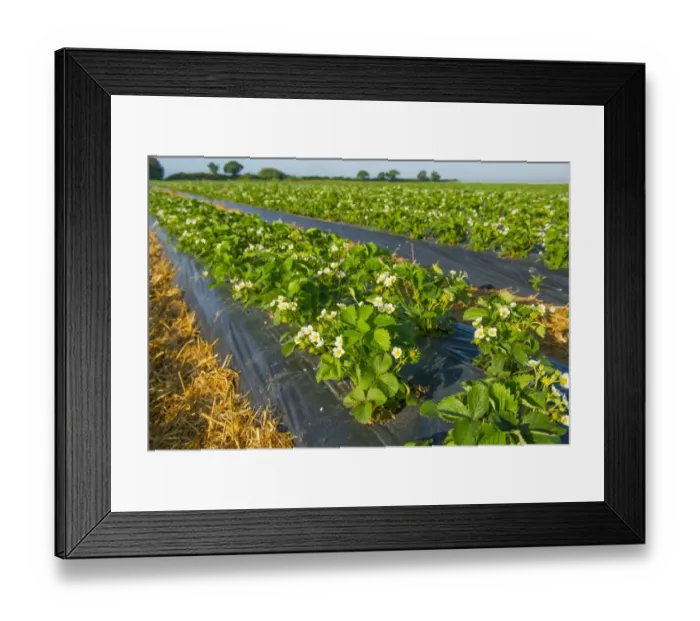 Framed Print : Strawberry (Fragaria sp. ) Honeoye variety, flowering plants growing under black plastic sheets in field, Norfolk Framed Print : Strawberry (Fragaria sp. ) Honeoye variety, flowering plants growing under black plastic sheets in field, Norfolk