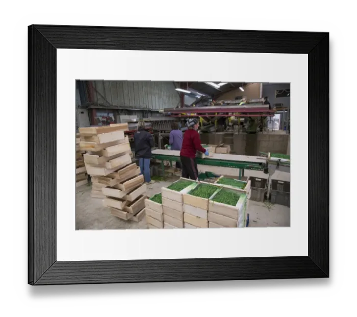 Framed Print : French Bean (Phaseolus vulgaris) crop, workers grading and packing harvested pods, near Pouzay, Indre-et-Loire