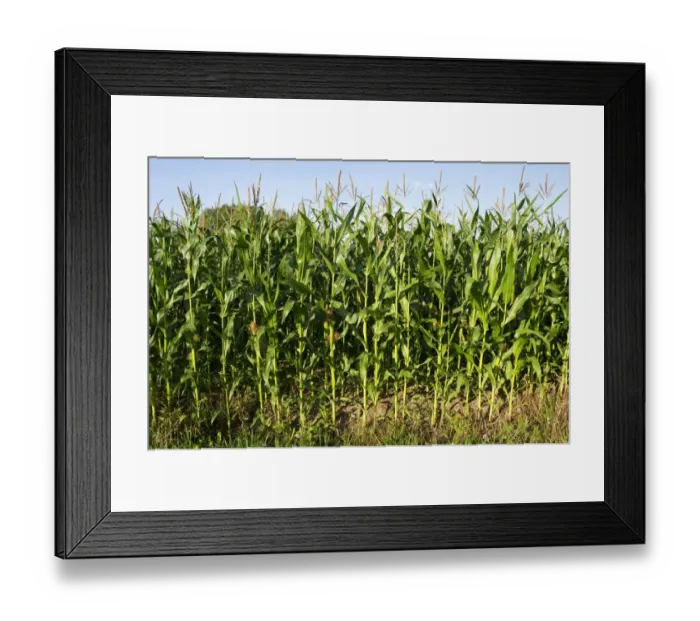 Framed Print : Maize (Zea mays) crop, flowering in field, Narke, Svealand, Sweden, august Framed Print : Maize (Zea mays) crop, flowering in field, Narke, Svealand, Sweden, august